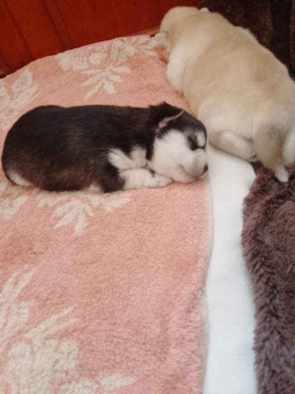 Carlos Pomsky Carlos Pomsky