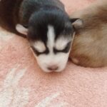 Carlos-male-pomsky-puppy-for-sale-1 (2)