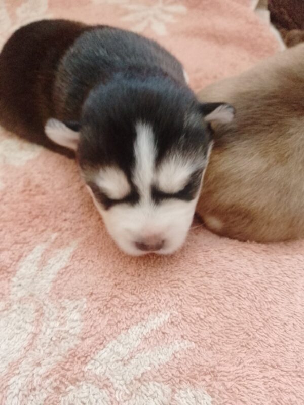 Carlos Pomsky Carlos Pomsky