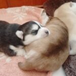 Carlos-male-pomsky-puppy-for-sale-1 (3)
