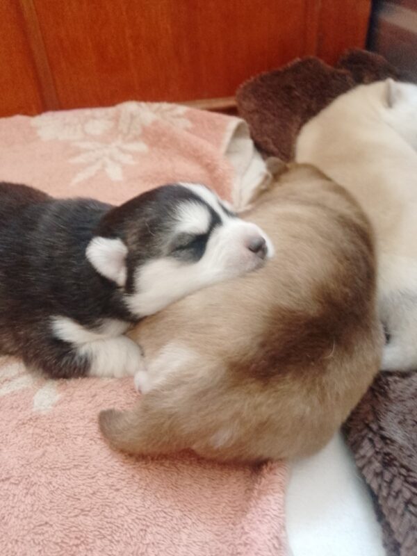 Carlos Pomsky Carlos Pomsky