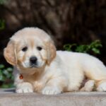Carmen-female-golden-retriver-puppy-for-sale-1 (1)
