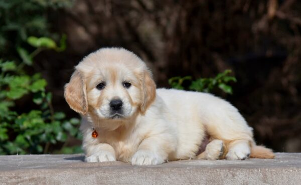 Carmen Golden Retriever Carmen Golden Retriever