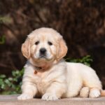 Carmen-female-golden-retriver-puppy-for-sale-1 (2)