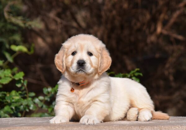 Carmen Golden Retriever Carmen Golden Retriever