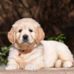 Carmen-female-golden-retriver-puppy-for-sale-1 (3)