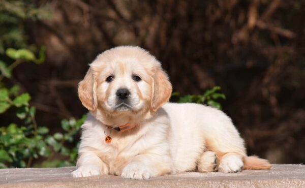 Carmen Golden Retriever Carmen Golden Retriever