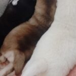 Castel-male-pomsky-puppy-for-sale-1