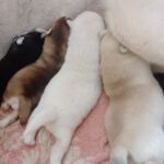 Castel-male-pomsky-puppy-for-sale-1 (2)