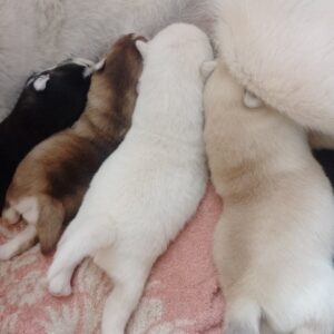 Castel Pomsky Castel Pomsky