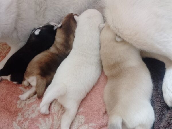 Castel Pomsky Castel Pomsky