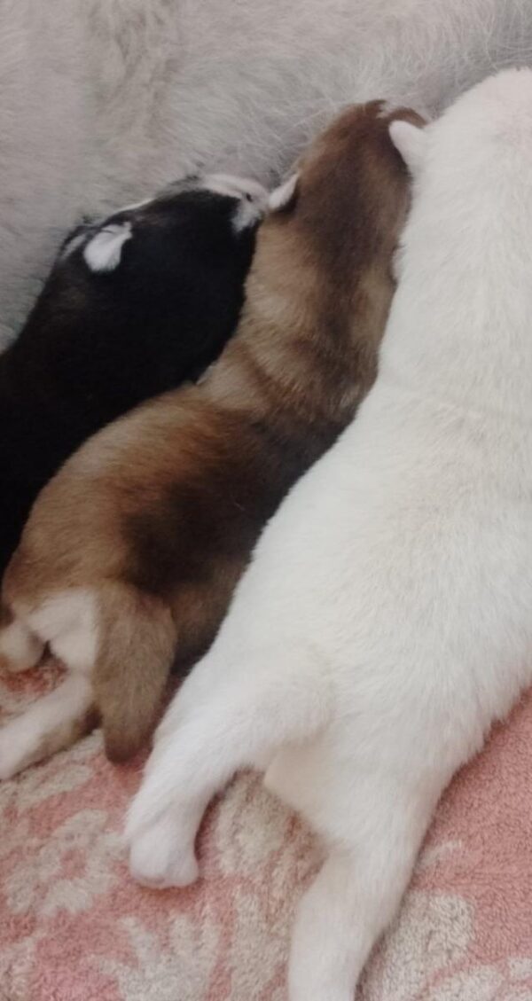 Castel Pomsky Castel Pomsky