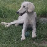 Chanel-female-saluki-puppy-for-sale- (1)