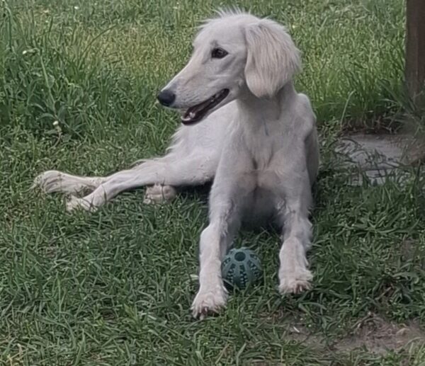 Chanel Saluki Persian Hound Chanel Saluki Persian Hound