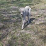 Chanel-female-saluki-puppy-for-sale- (1)