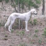 Chanel-female-saluki-puppy-for-sale- (1)