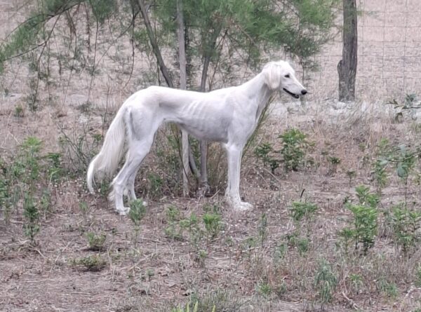 Chanel Saluki Persian Hound Chanel Saluki Persian Hound
