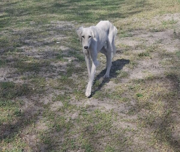 Chanel Saluki Persian Hound Chanel Saluki Persian Hound