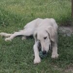 Chanel-female-saluki-puppy-for-sale- (2)