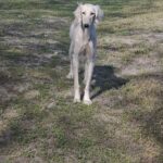 Chanel-female-saluki-puppy-for-sale- (2)