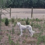 Chanel-female-saluki-puppy-for-sale- (2)