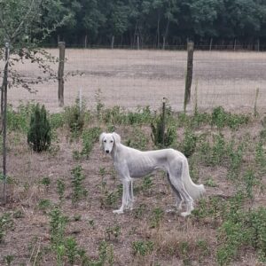 Chanel Saluki Persian Hound Chanel Saluki Persian Hound