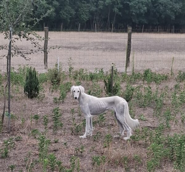 Chanel Saluki Persian Hound Chanel Saluki Persian Hound