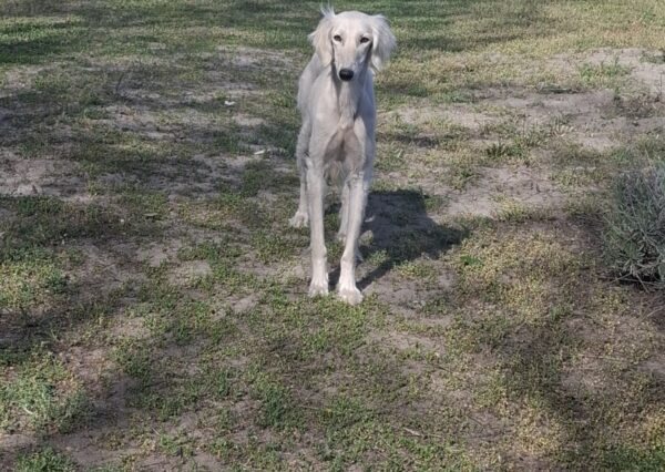 Chanel Saluki Persian Hound Chanel Saluki Persian Hound