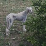 Chanel-female-saluki-puppy-for-sale- (3)