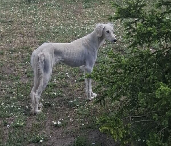 Chanel Saluki Persian Hound Chanel Saluki Persian Hound