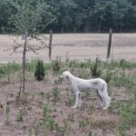 Chanel-female-saluki-puppy-for-sale- (3)