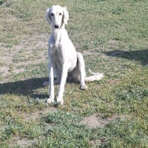 Chanel Saluki Persian Hound Chanel Saluki Persian Hound