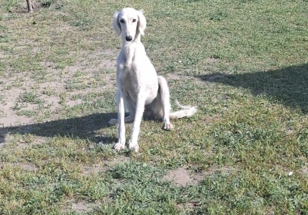 Chanel Saluki Persian Hound Chanel Saluki Persian Hound