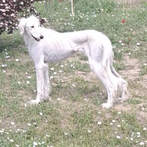 Chanel Saluki Persian Hound Chanel Saluki Persian Hound