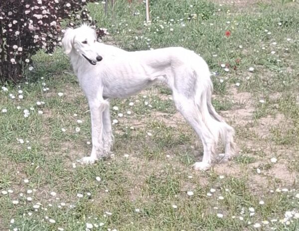 Chanel Saluki Persian Hound Chanel Saluki Persian Hound
