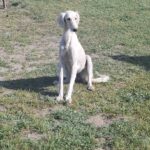 Chanel-female-saluki-puppy-for-sale- (4)