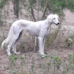 Chanel-female-saluki-puppy-for-sale- (4)