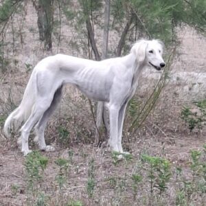 Chanel Saluki Persian Hound Chanel Saluki Persian Hound