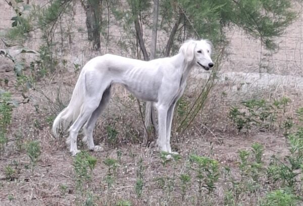 Chanel Saluki Persian Hound Chanel Saluki Persian Hound