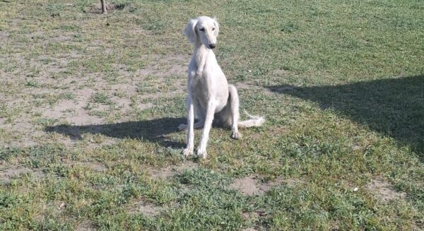 Chanel Saluki Persian Hound Chanel Saluki Persian Hound