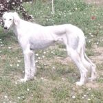 Chanel-female-saluki-puppy-for-sale- (5)