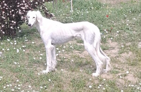 Chanel Saluki Persian Hound Chanel Saluki Persian Hound