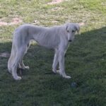 Chanel-female-saluki-puppy-for-sale- (5)