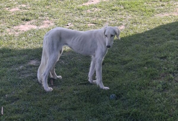 Chanel Saluki Persian Hound Chanel Saluki Persian Hound