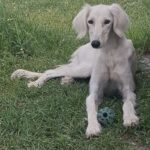 Chanel-female-saluki-puppy-for-sale- (6)