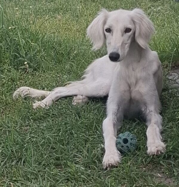 Chanel Saluki Persian Hound Chanel Saluki Persian Hound