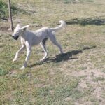 Chanel-female-saluki-puppy-for-sale- (6)