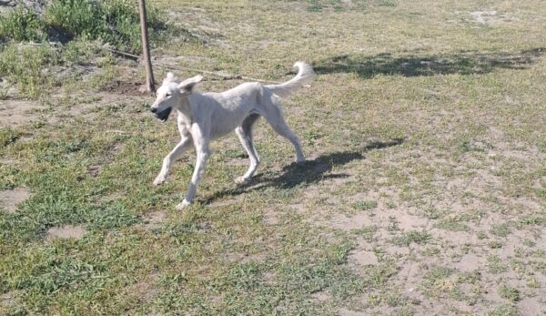 Chanel Saluki Persian Hound Chanel Saluki Persian Hound