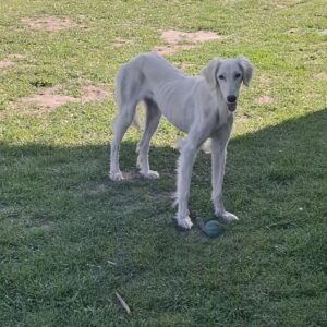 Chanel Saluki Persian Hound Chanel Saluki Persian Hound