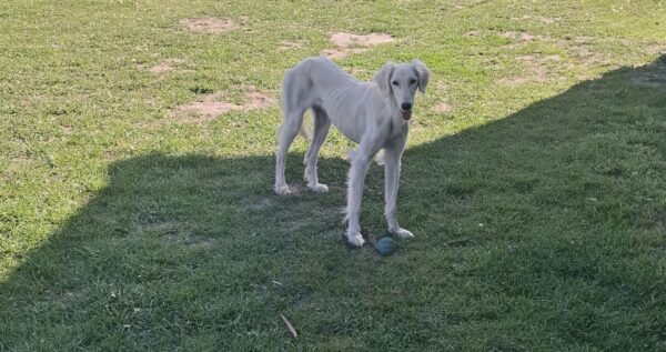 Chanel Saluki Persian Hound Chanel Saluki Persian Hound